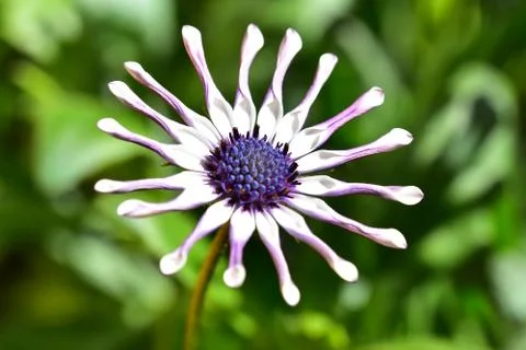 4432-spring flower Stockfoto's