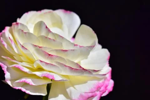 4440-spring flower Stock Photos