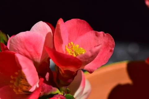 4442-tree blossoms Stock Photos