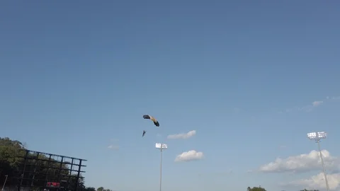 445 351 Parachutist Stock Footage 115580743