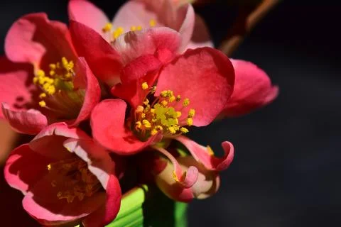4450-spring blossoms Stock Photos