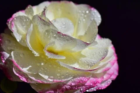 4451-spring flower Stock Photos