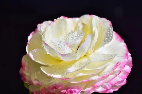 4452-spring flower Stock Photos