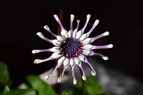 4463-spring flower Foto stock
