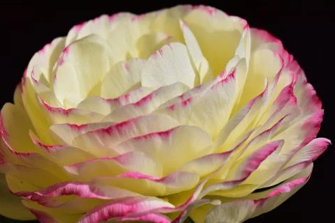 4464-spring flower Stock Photos