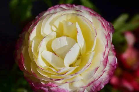 4465-spring flower Foto stock