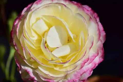 4466-spring flower Foto stock
