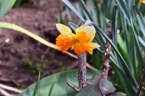 4495-spring flower Foto stock