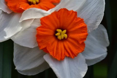 4499-spring flower Foto stock