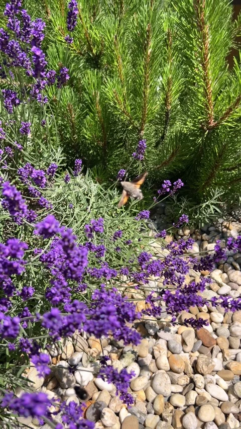 45-degree angle vertical shot of lavender with hummingbird 4k, slow motion Stock Footage 312524307