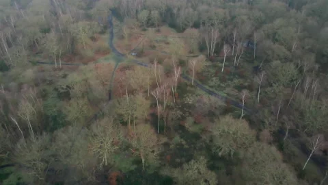 45 degrees drone fly over stunning winter woodland forest Stock Footage 148182385