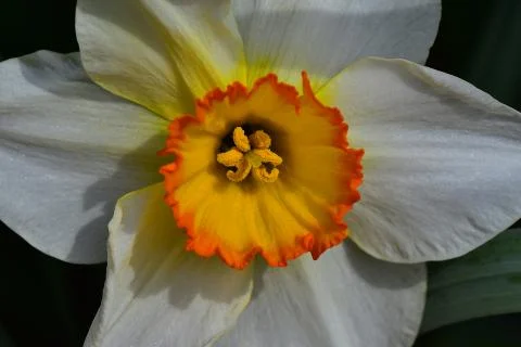 4505-spring flower Stock Photos