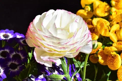 4528-spring flower Stock Photos