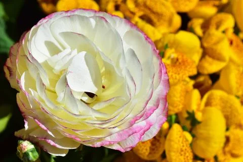 4529-spring flower Stock Photos
