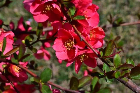 4535-tree blossoms Stock Photos