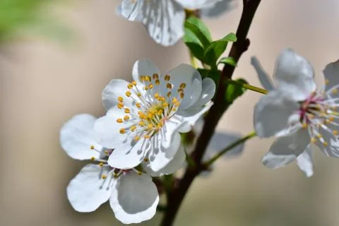 4536-tree blossoms Foto stock