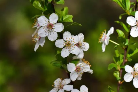 4537-tree blossoms Stock Photos