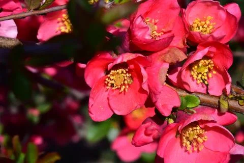 4538-tree blossoms Stock Photos
