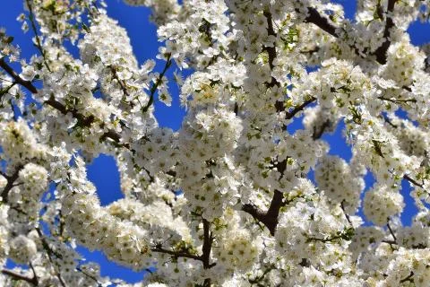 4545-tree blossoms Foto stock