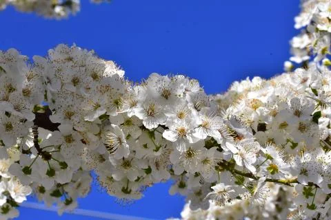 4548-tree blossoms Foto stock