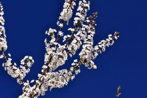 4549-tree blossoms Foto stock