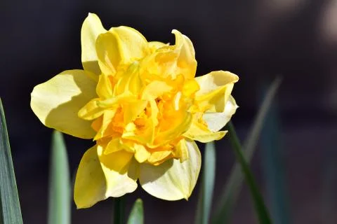 4563-spring flower Stock Photos