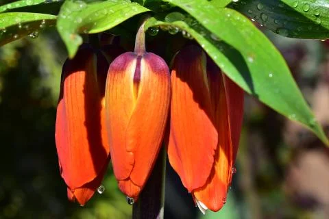 4569-spring flower Stock Photos