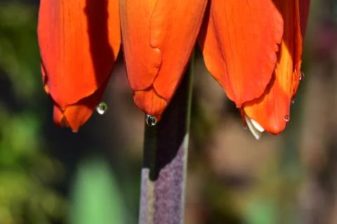 4570-spring flower Stock Photos