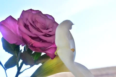 4601-rose with calla Foto stock