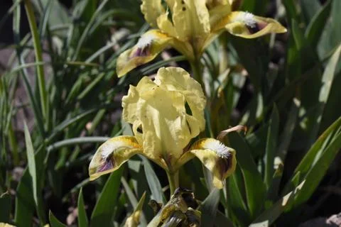 4612-small iris Stockfoto's