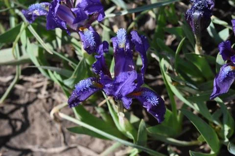 4616-small iris Stock Photos