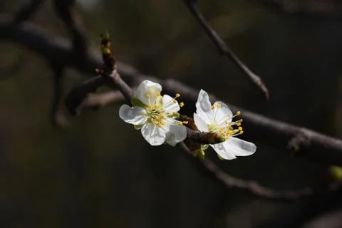 4618-tree blossoms Stockfoto's