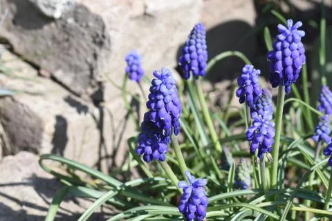 4619-small spring flowers Stock Photos
