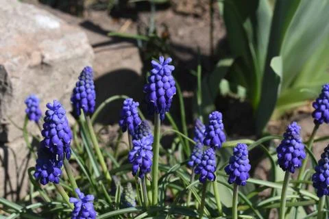 4620-small spring flowers Stock Photos