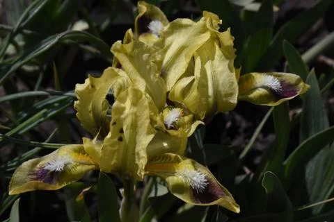 4623-small iris Stock Photos