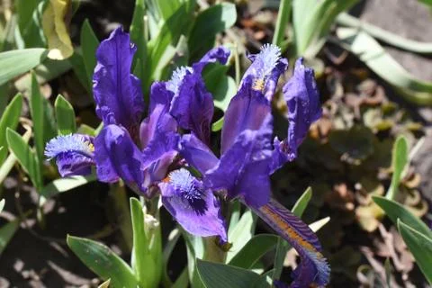 4624-small iris Stock Photos