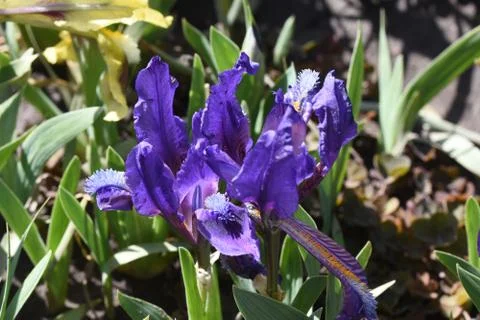 4625-small iris Stock Photos