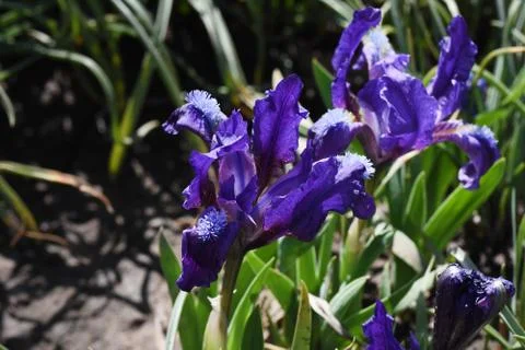 4626-small iris Stock Photos