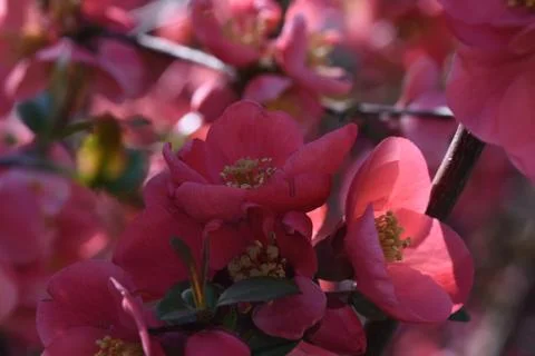 4630-tree blossoms Stock Photos