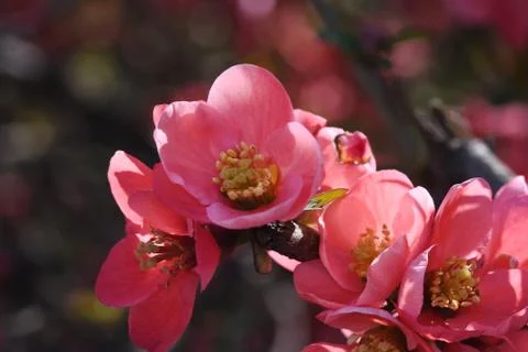 4632-tree blossoms Stock Photos