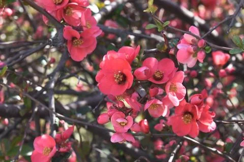 4641-tree blossoms Stock Photos