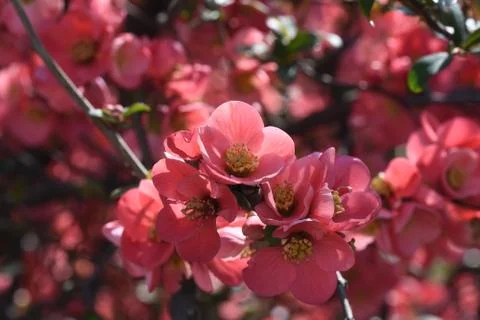 4643-tree blossoms Stock Photos