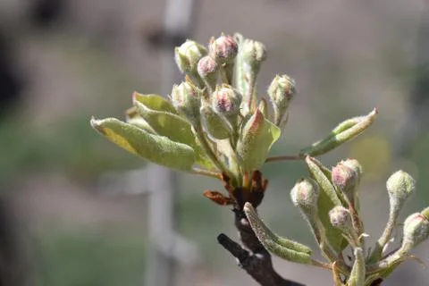 4646-tree blossoms Stock Photos
