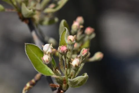 4647-tree blossoms Stock Photos