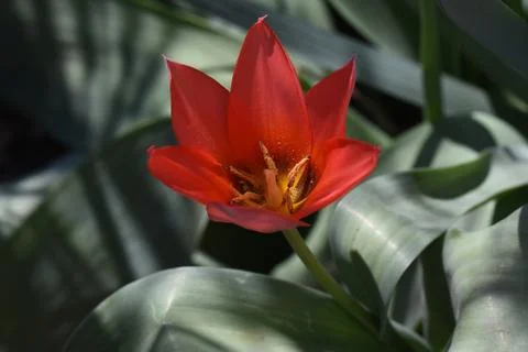 4655-red tulip Foto stock