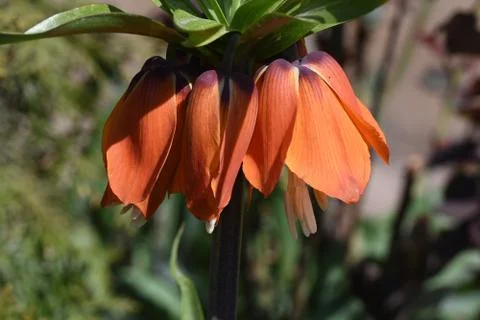 4660-orange spring flower Stock Photos