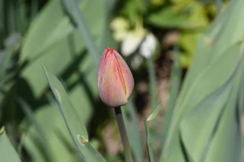 4662-nice tulip Stock Photos