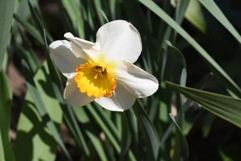 4663-spring flower Foto stock