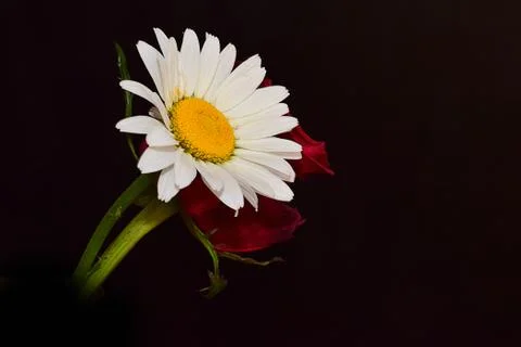 4707-red with white Foto stock