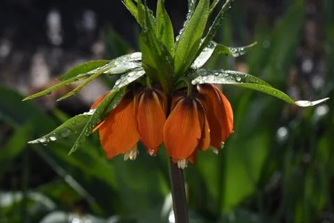 4725-spring flower Stock Photos